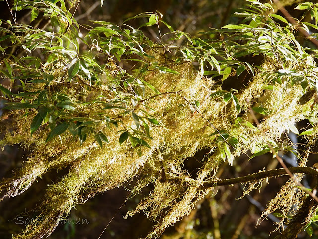 Usnea longissima