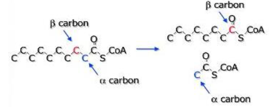 Oksidasi karbon Î² menjadi keton