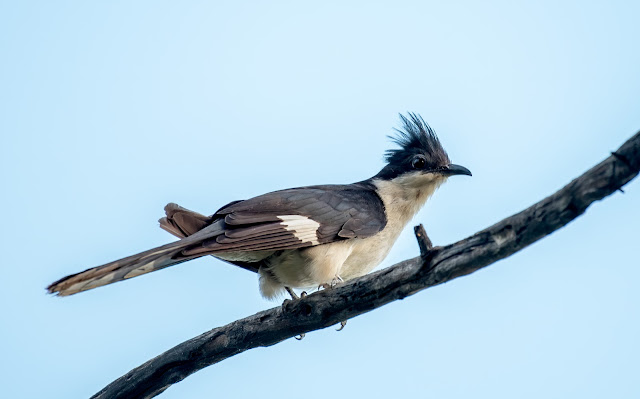 Bharatpur birding birds nature wildlife travel conservation