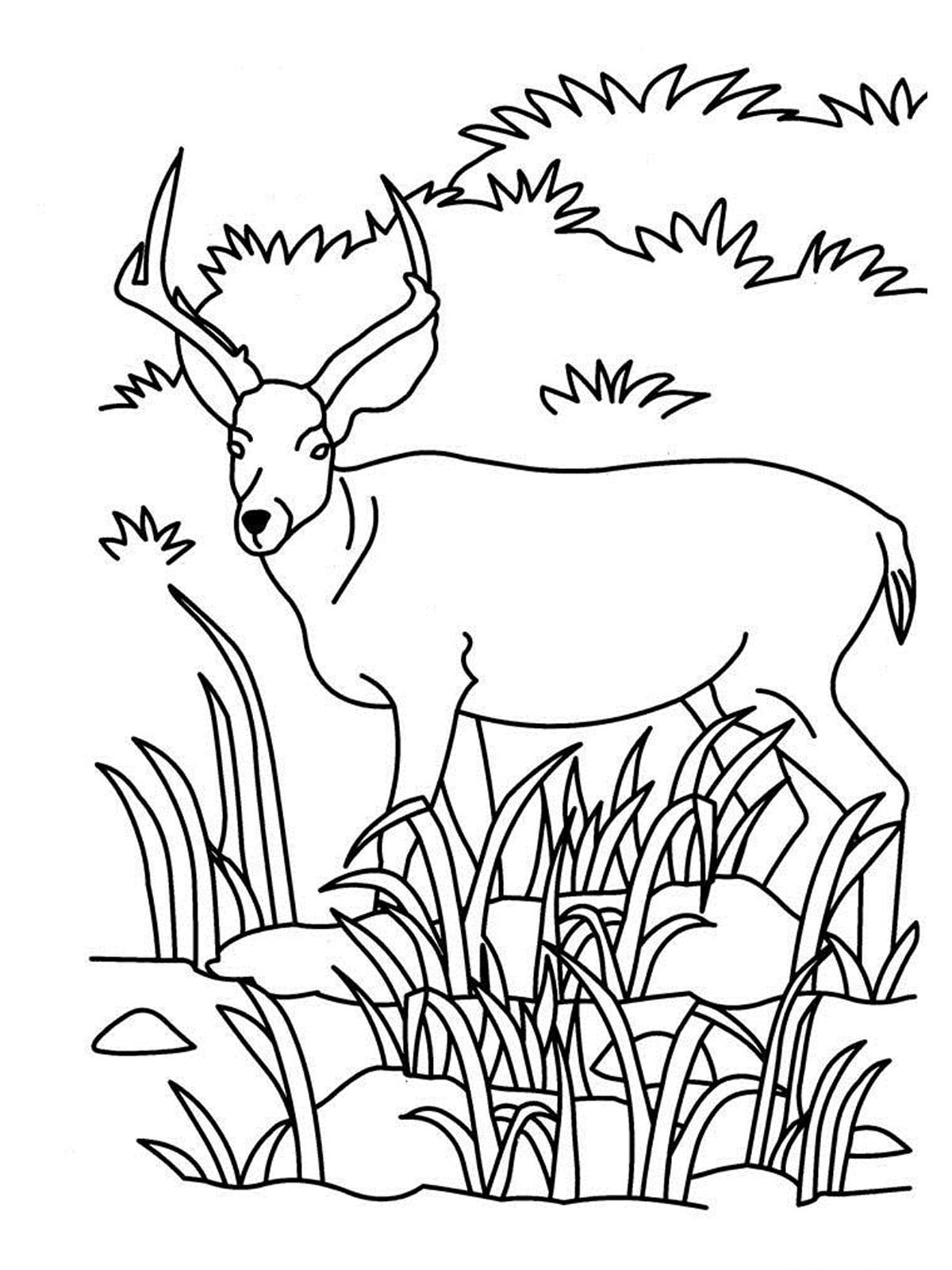 Realistic Forest Animal Coloring Pages Coloring pages 