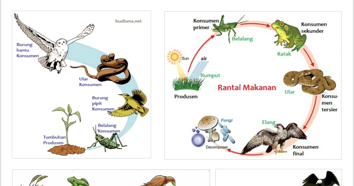  Contoh Hewan Invertebrata Dan Bahasa Latinnya  Erectronic