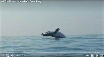 Φάλαινα 40 τόνων πηδάει ολόκληρη έξω από το νερό - Πρώτη κινηματογράφηση (Video)