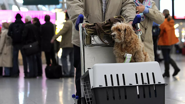 pet-transport-services