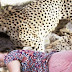 Istri Diterkam Cheetah, Suami Sibuk Memotret
