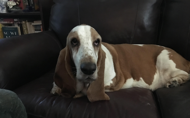  I took a picture of Tilly in a contemplative mood on her couch at 2 p.m.Tuesday. 