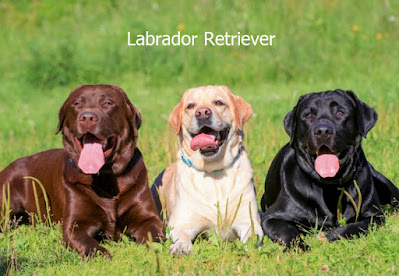 Labrador Retriever Breed, Treatments and Care