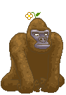 Gif de macaco