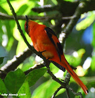 burung sepah gunung