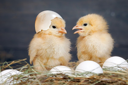 Cara melihat jenis kelamin 'anak ayam'