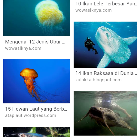 Inspirasi Gambar  Lucu  Ubur  Ubur  Ikan Lele Gambar  Lucu 