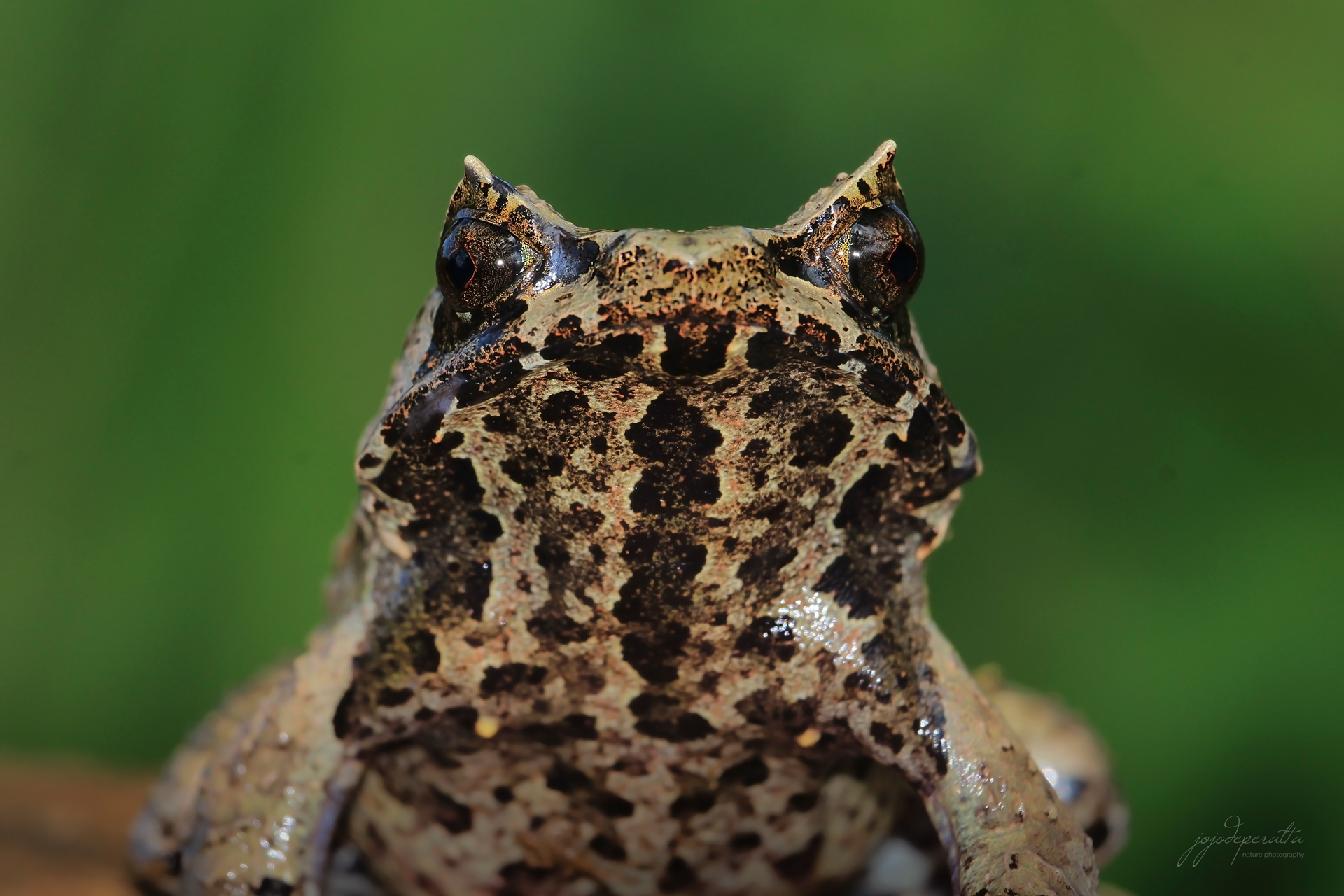 Palawan Horned Frog Pelobatrachus ligayae photo by Jojo De Peralta