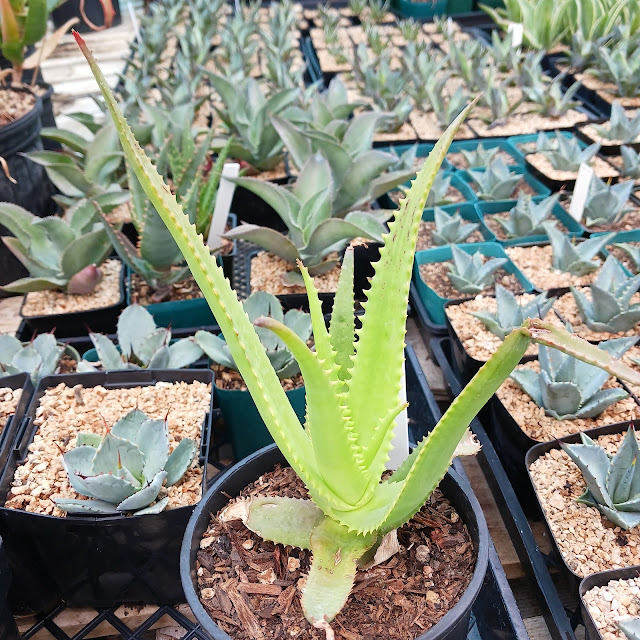 Aloe bulbillifera