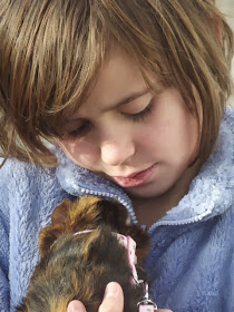 post walk cuddle with guinea pig