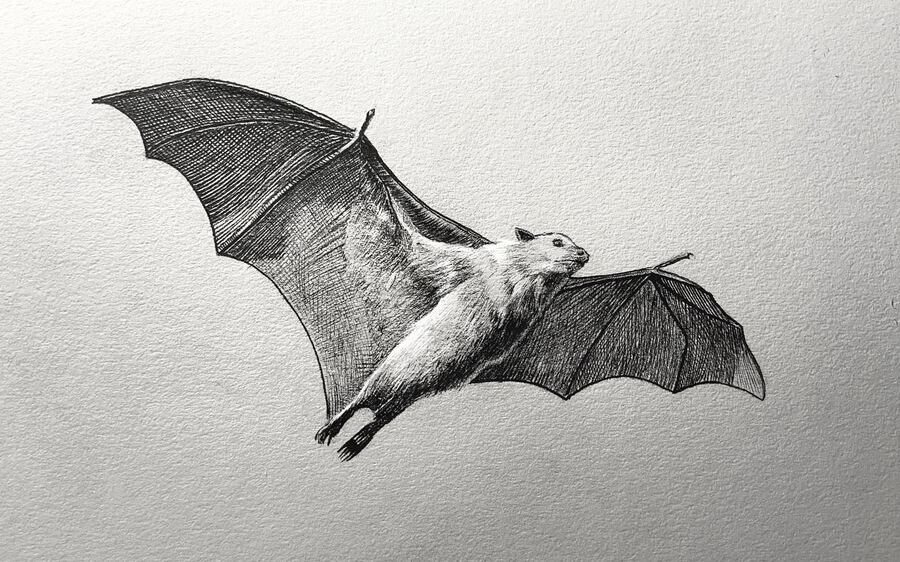 07-Flying-bat-Animal-Drawings-Jonny-Seymour-www-designstack-co