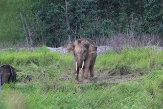 Elephant In Aceh