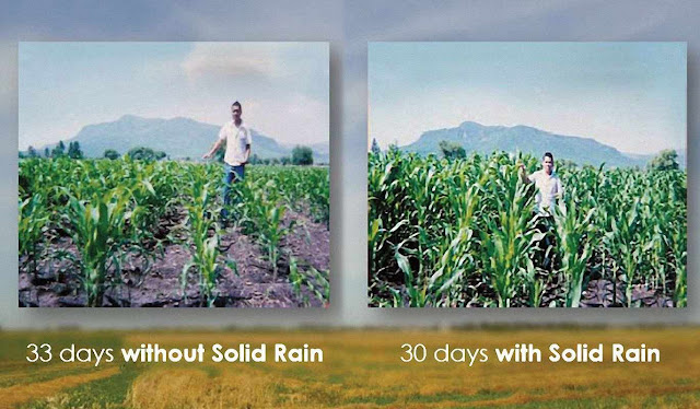 "Chuva sólida": comparação milho com e sem o produto