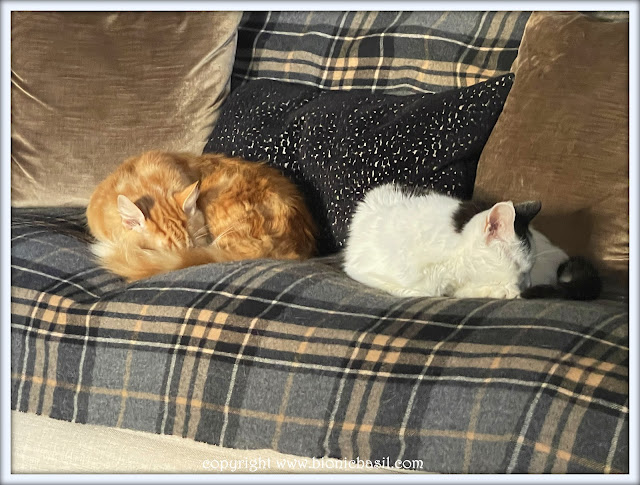 The BBHQ Midweek News Round-Up ©BionicBasil® Fudge And Smooch Snoozing in A Sunspot