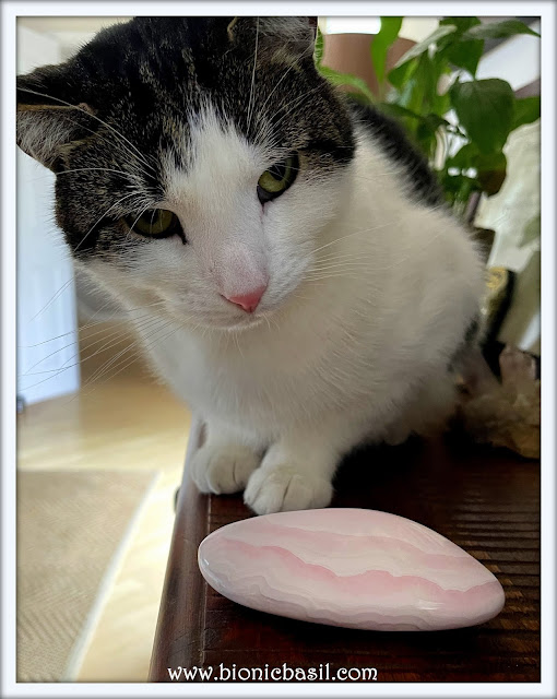 Melvyn, the tabby black and white cat of BBHQ, radiates calm and feline wisdom as he lounges beside a striking rhodochrosite crystal—a stone known for its heart-healing energy and emotional harmony. Framed by greenery and the soft glow of his cozy sanctuary, Melvyn blends the mystical with the majestic, showcasing the tranquil connection between cats and crystals. Discover more of Melvyn’s crystal adventures and meet the rest of the BBHQ B Team at www.bionicbasil.com