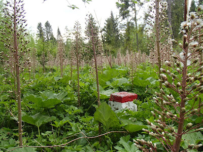 Smardz stożkowaty, Morchella conica, smardzowanie, Orawa, Słowacja