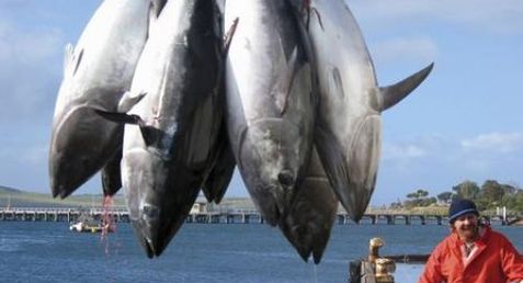 KERUPUK KULIT IKAN TUNA 