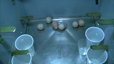 Incubación de huevos de perdiz en incubadora casera