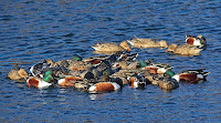 Large group of Northern shovelers swim around rapidly to create funnel effect which attracts prey