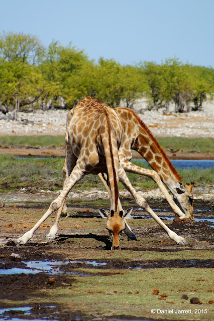 Giraffe Drinking, Etosha National Park, Namibia