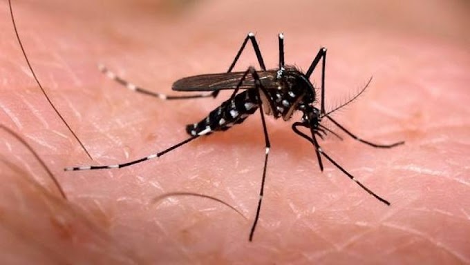 Ações contra o mosquito Aedes aegypti se intensificam em Cachoeirinha