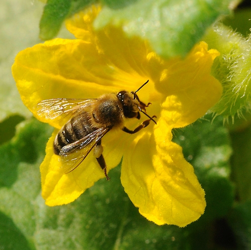 Best Fresh Mejor Fresco Population Decline Of Crop Bee