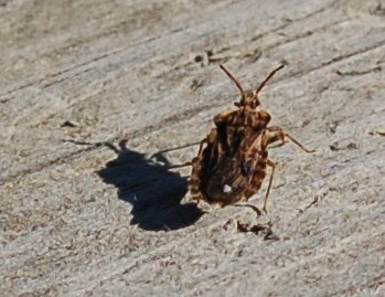 aradid on Droop Mountain
(Heteroptera)