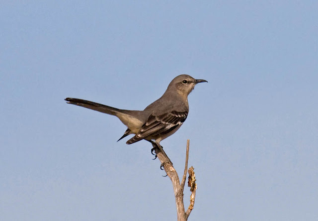 Northern Mockingbird