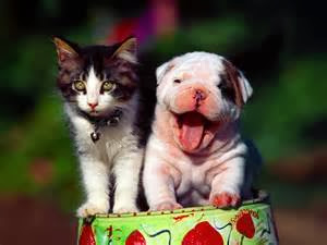 Cat And Dog was Smile