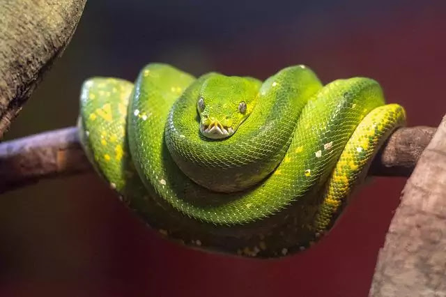 Top 11 Most Beautiful Snakes in the World