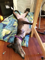 Black dog lying on her back on a dog bed