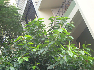 Rubber Plant http://nav-justanyrandomtopic.blogspot.in/2012/09/nature-walk-mumbai-trees-part-2.html