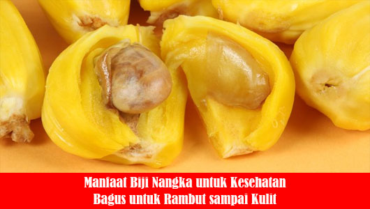 Manfaat Biji Nangka untuk Kesehatan Bagus untuk Rambut sampai Kulit