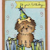 Birthday card with brown-black fluffy dog