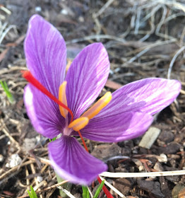 Crocus sativus or saffron crocus