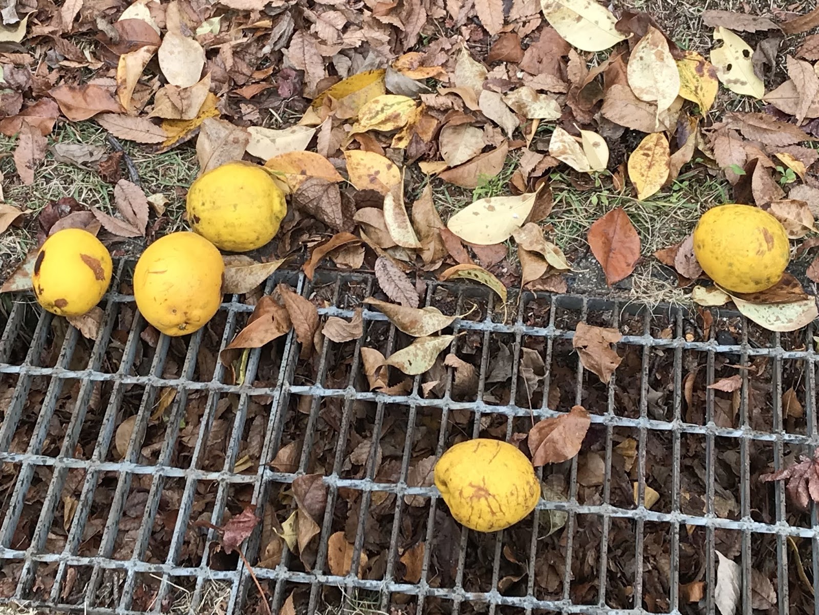 広島市植物公園ブログ 植物よもやま話 カリン