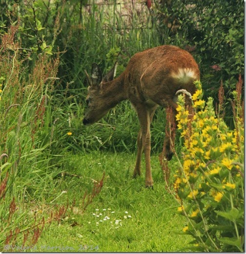 6 roe-deer (2)
