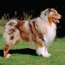 Australian shepherd for sale