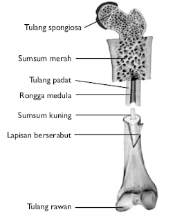 Struktur tulang