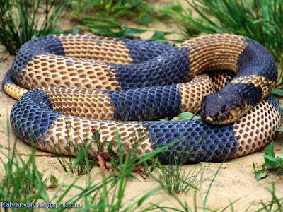 Tiger Snake