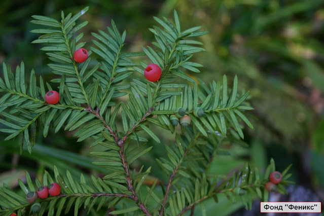 Тис остроконечный (Taxus cuspidata)