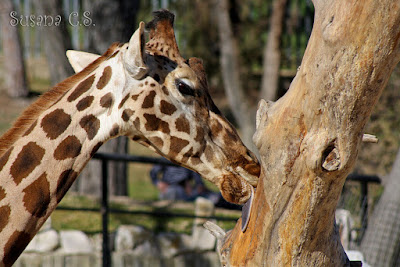 Zoo Aquarium de Madrid