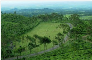 http://www.teluklove.com/2016/10/pesona-keindahan-wisata-kebun-teh-jamus.html