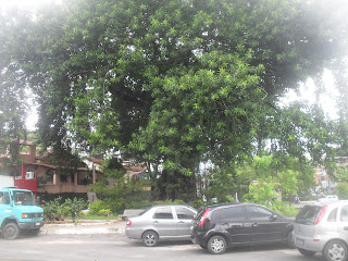 Uma árvore de rara beleza
