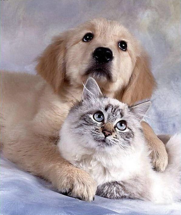 Latest Funny Pictures: Funny Dogs And Cats Together
