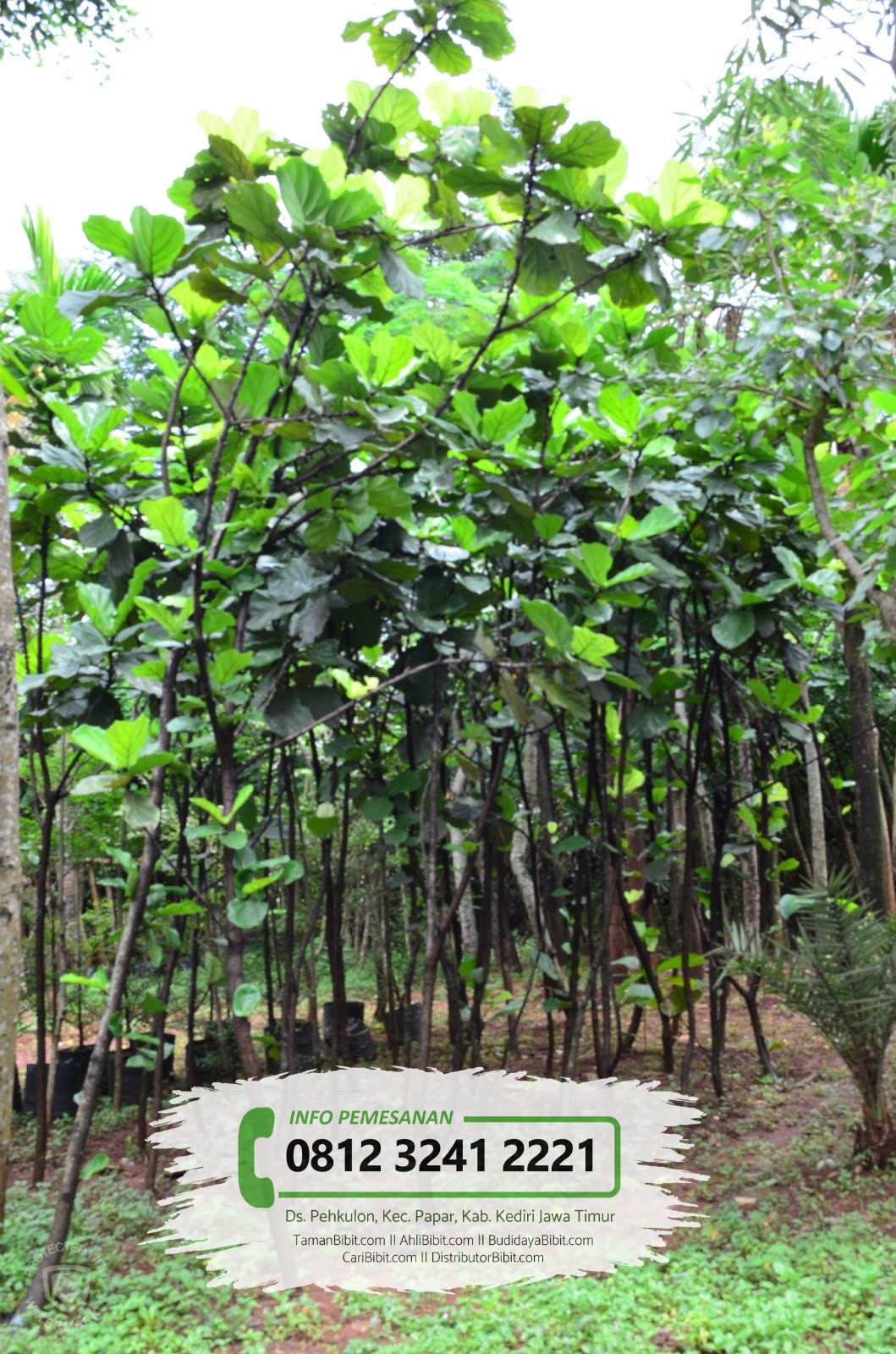 Jual Bibit  Pohon  Ketapang  Daun Lebar CariBibit com