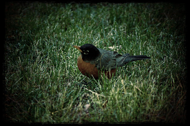 bird on the ground free commercial use picture